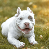 As 10 Melhores Rações Para American Bully em 2024: Premier Pet, Chronos e mais!