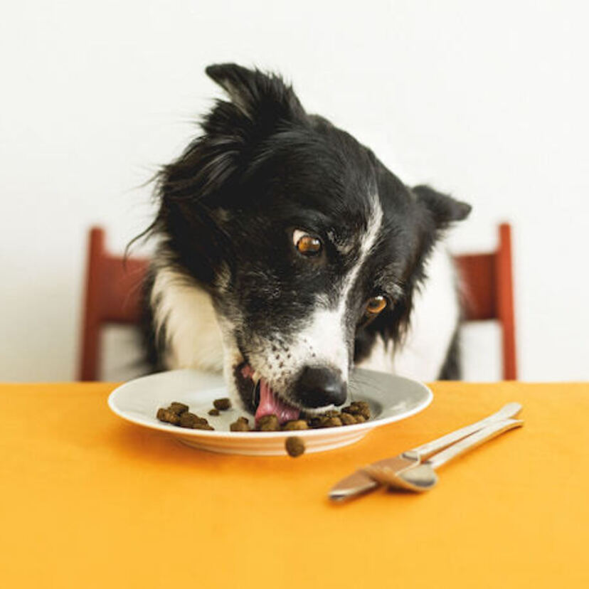 As 10 Melhores Rações Para Border Collie de 2024: Premier Pet, Royal Canin e mais!