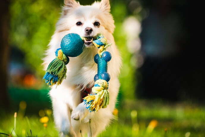 Cachorro com brinquedo