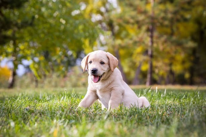 Filhote de labrador caramelo em parque