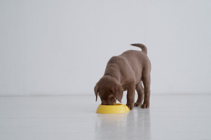 Filhote de labrador marrom comendo ração