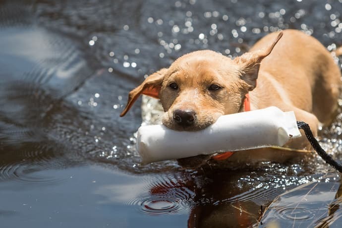 Filhote de labrador nadando