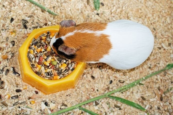 Porquinho da índia comendo ração