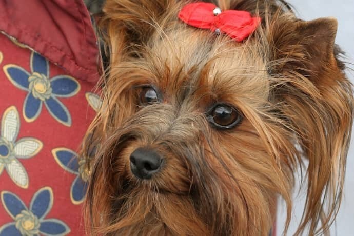 Cachorro em bolsa canguru vermelha