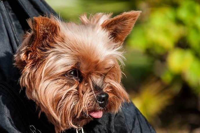 Yorkshire Terrier em uma bolsa canguru preta