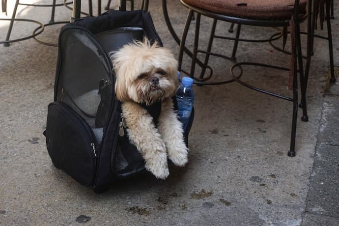 Cachorro dentro de uma bolsa canguru e no chão