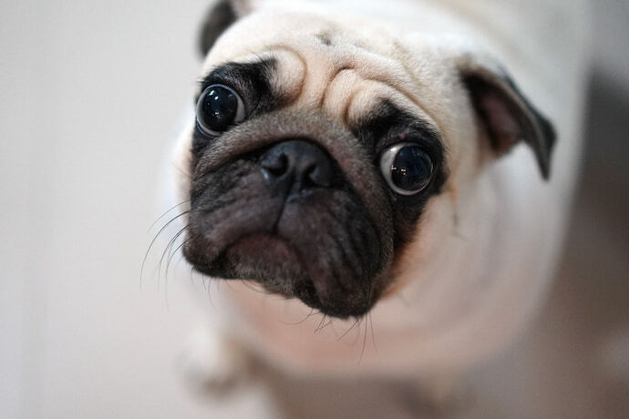 Um pug