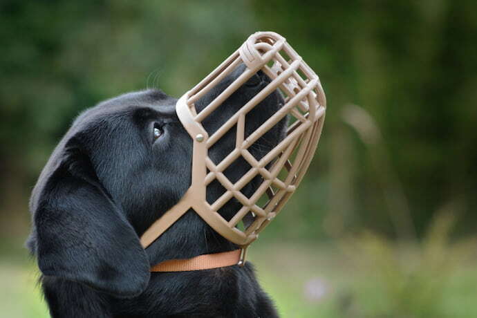 Cachorro preto com focinheira