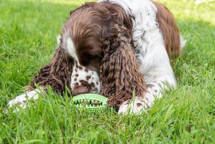 Cachorro com brinquedo pestisco