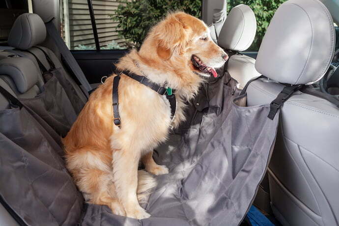 Cachorro sentado no carro com cinto de segurança