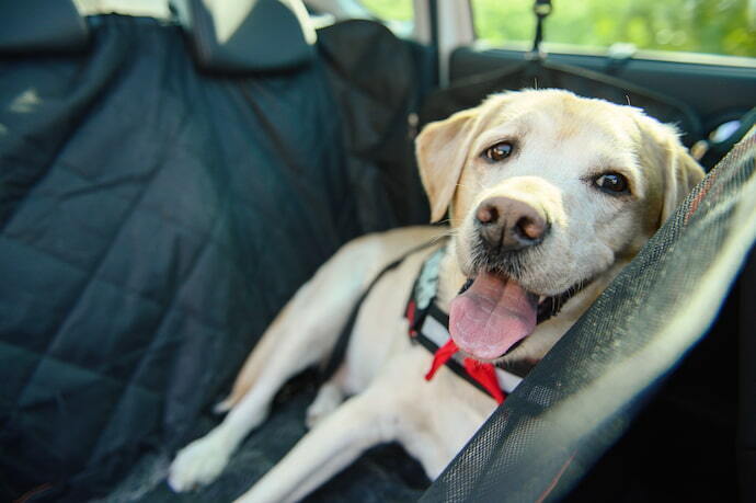 Cachorro deitado no carro com cinto de segurança