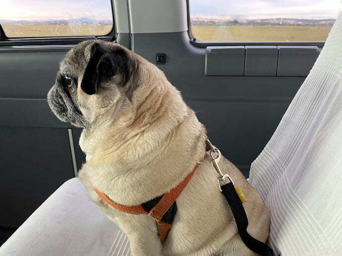 Cachorro sentado no carro com cinto de segurança