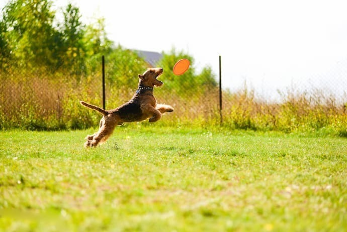 Cachorro pegando frisbee