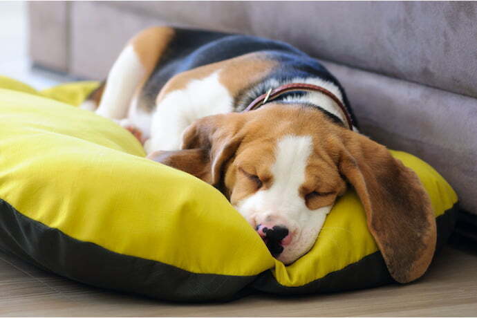 Cachorro dormindo em cama almofadão