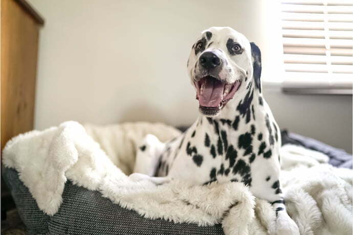 Cachorro dalmata na cama