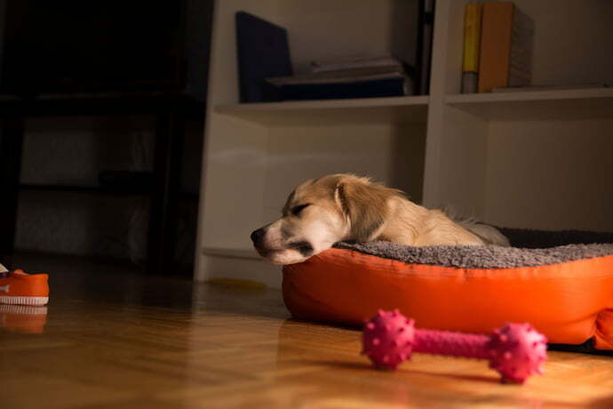 Cachorro dormindo na cama