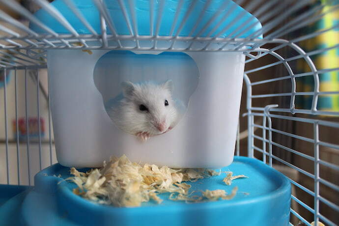 Gaiola de hamster