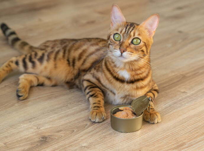 Gato comendo Sachê para gato