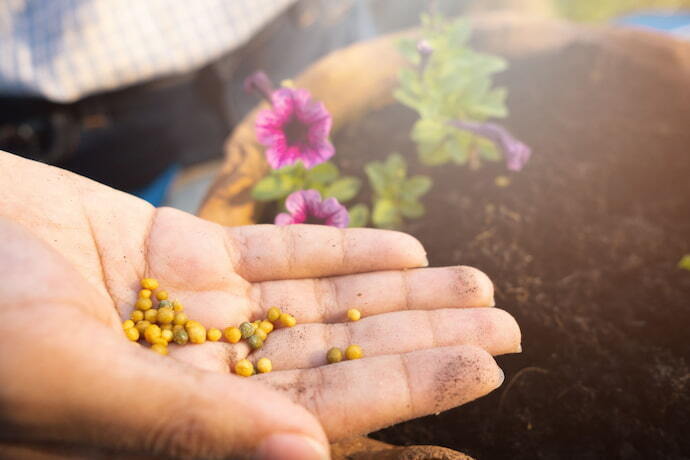 Adubo para flores em bolinha na mão de pessoa e flores no fundo.