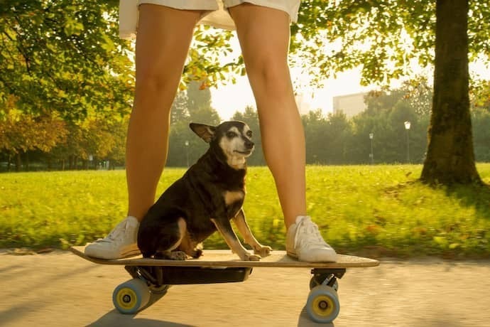 Menina e cachorrinho em cima de skate elétrico.