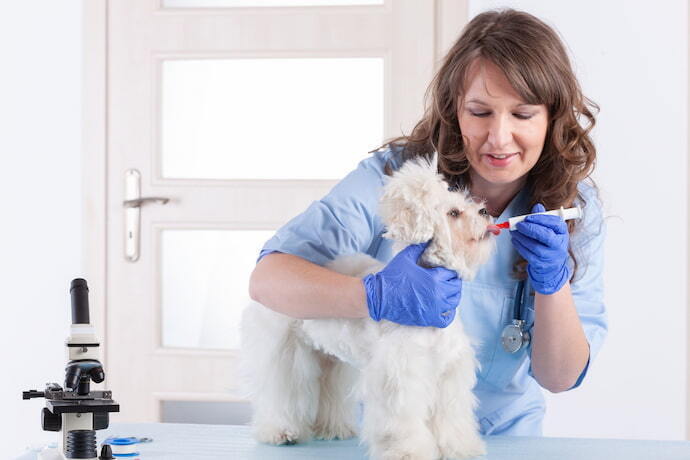 Veterinária dando probiótico para cachorro.