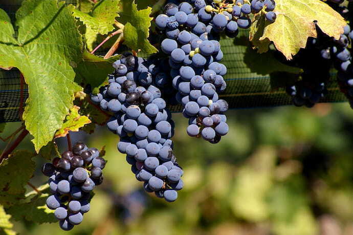 Uvas Malbec