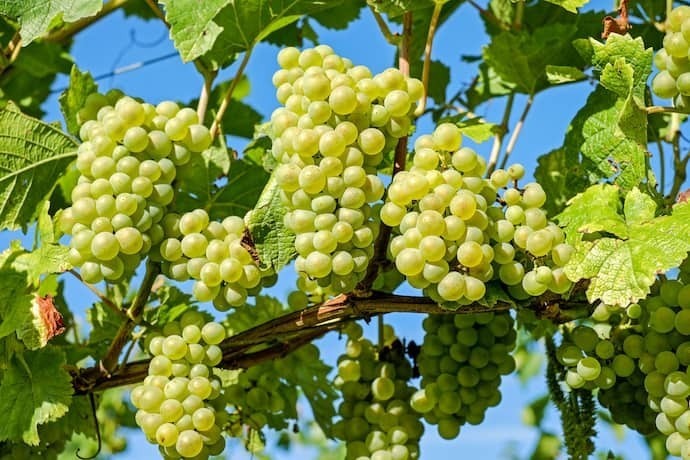 Uvas em uma parreira