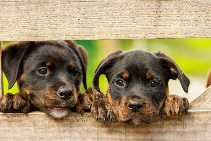 Dois filhotes de rottweiler 