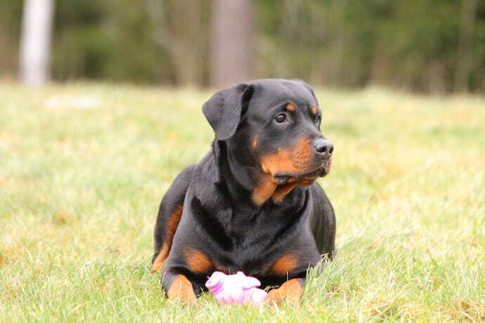 Rottweiler deitado no gramado