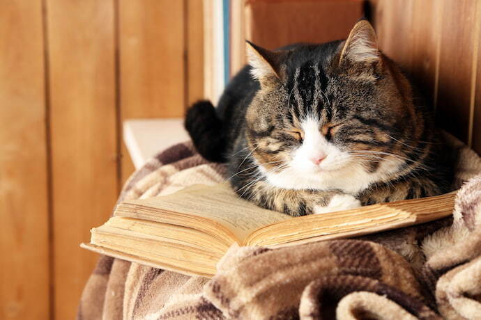 Gato em cima de um livro