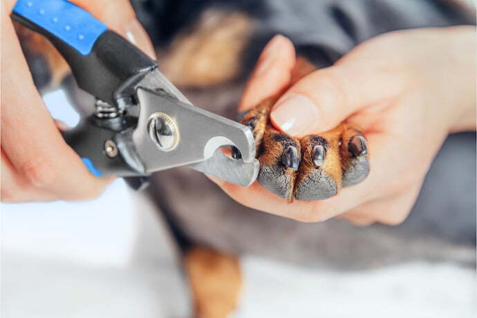 Pessoa cortando a unha de um cachorro