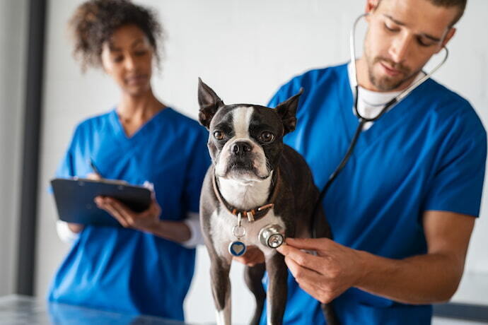 Cachorro no veterinário