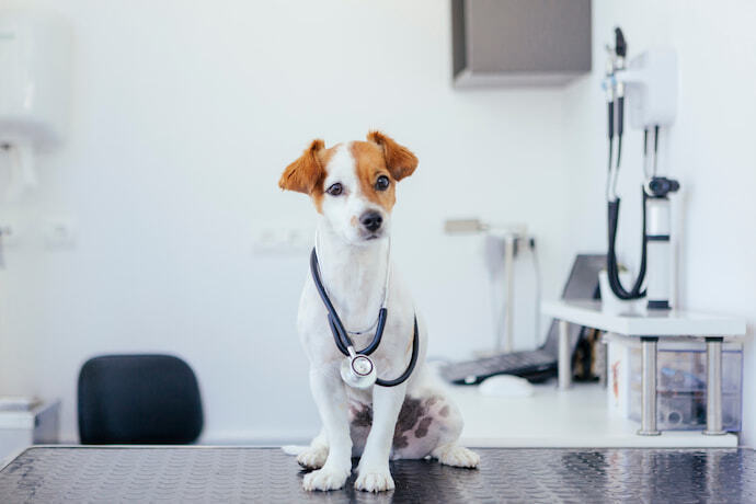 Cachorro no veterinário