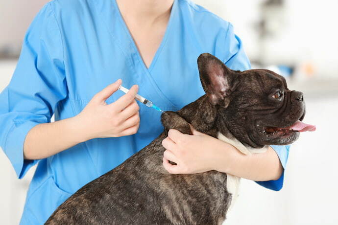 Cachorro no veterinário