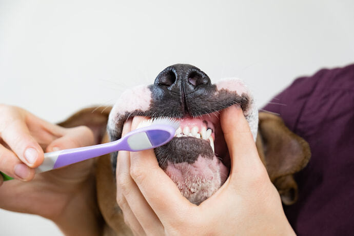 Cachorro no veterinário