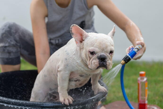 Buldogue tomando banho 