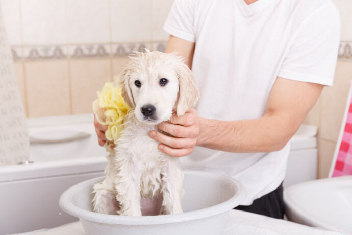 Golden retriever tomando banho