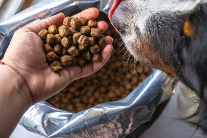 Pessoa dando comida para o cachorro direto do saco