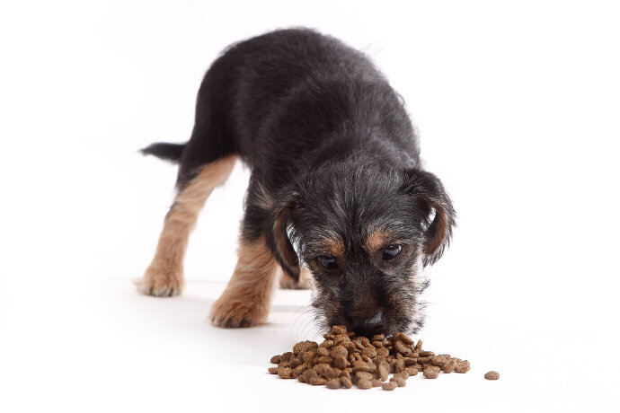 Cachorro de porte pequeno comendo ração