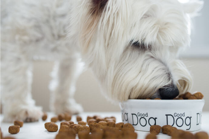 Cachorro comendo no pote branco e com alguns grãos de ração espalhados pelo chão.