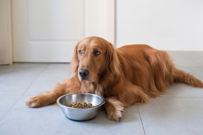 Belo Golden retriever próximo de um pote de ração.