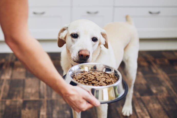 Indivíduo alimentando o cachorro com ração na cozinha.