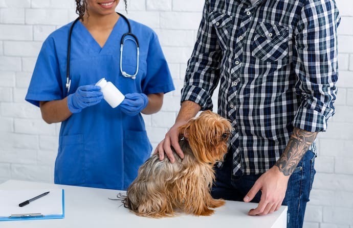 Cachorro no veterinário