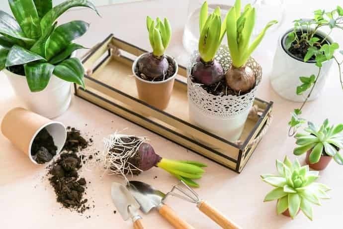 Utensílios de jardinagem e plantas