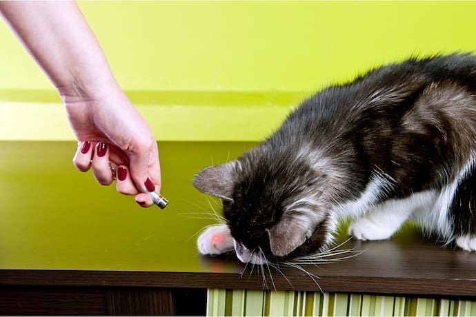 Dona e gato brincando com o laser