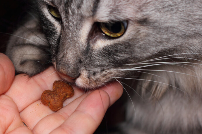 Indivíduo dando um petisco para o gato