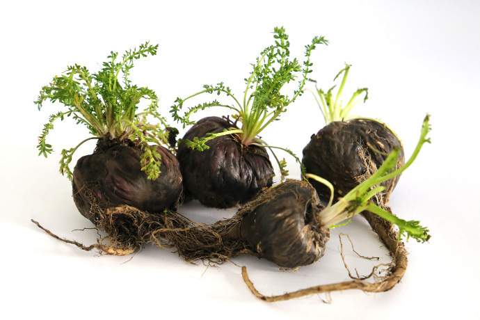 Maca peruana preta in natura em foco