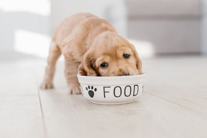 Filhote de cachorro comendo