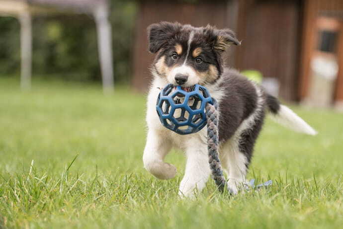 Cachorro filhote brincando