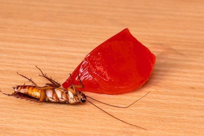 Barata morta e veneno em gel ao lado